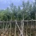 枫香5～10公分基地直发规格齐全质量优质