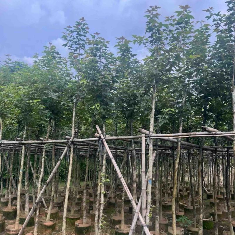 枫香5～10公分基地直发规格齐全质量优质