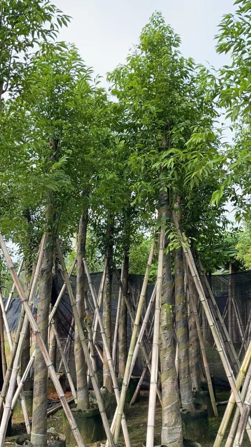 天竺桂10～15公分基地直发规格齐全质量优质
