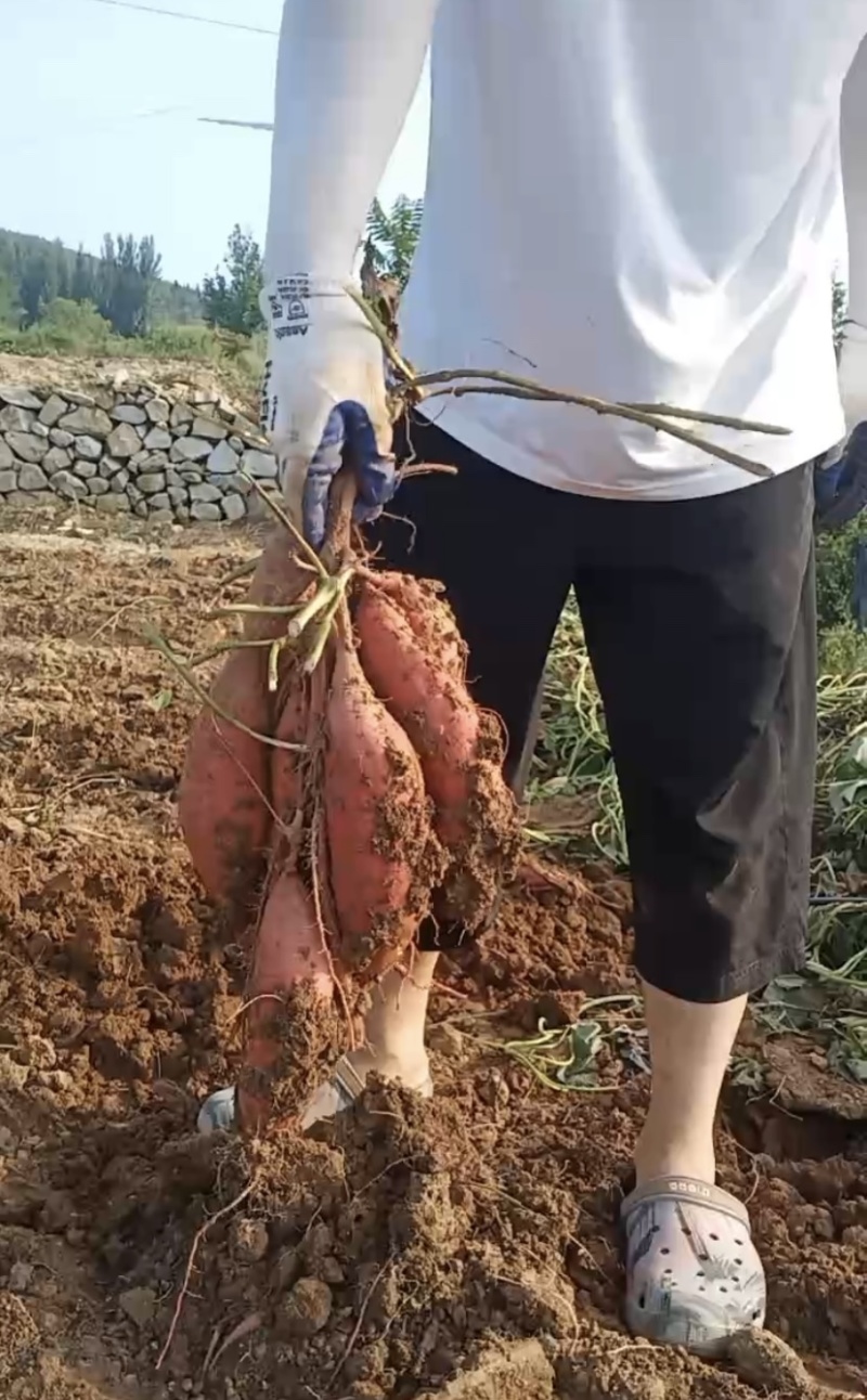 红薯～优质山地西瓜红地瓜