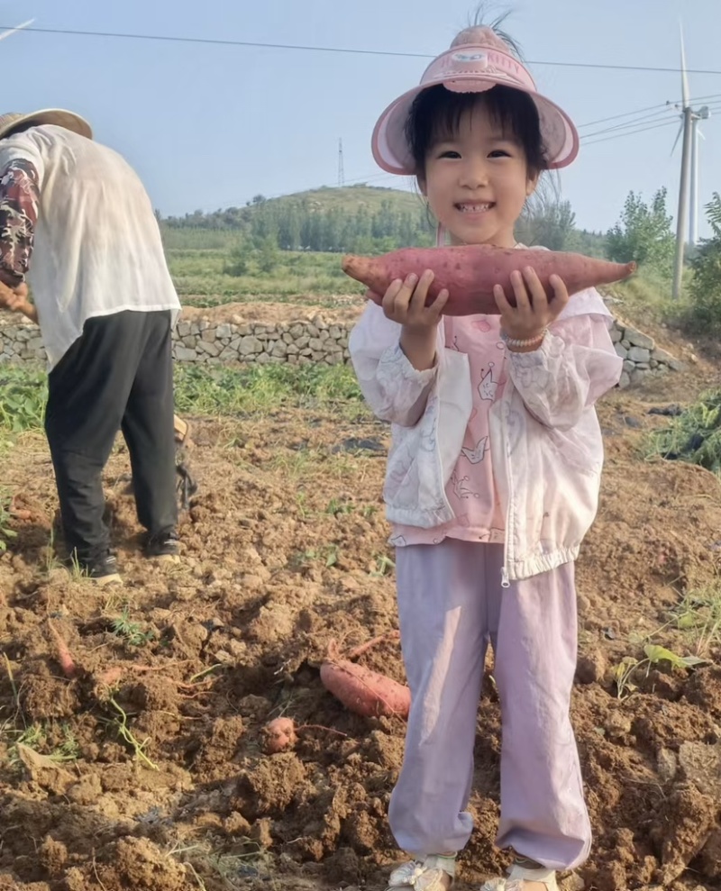 红薯～优质山地西瓜红地瓜