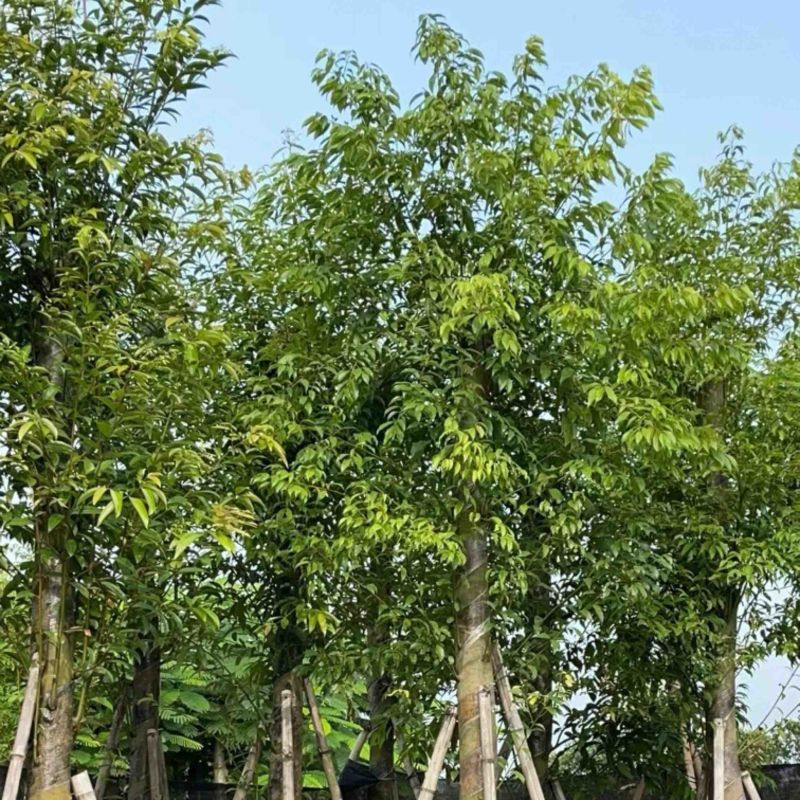 天竺桂10～15公分基地直发规格齐全质量优质