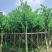 宫粉紫荆8～15公分基地直发规格齐全质量优质