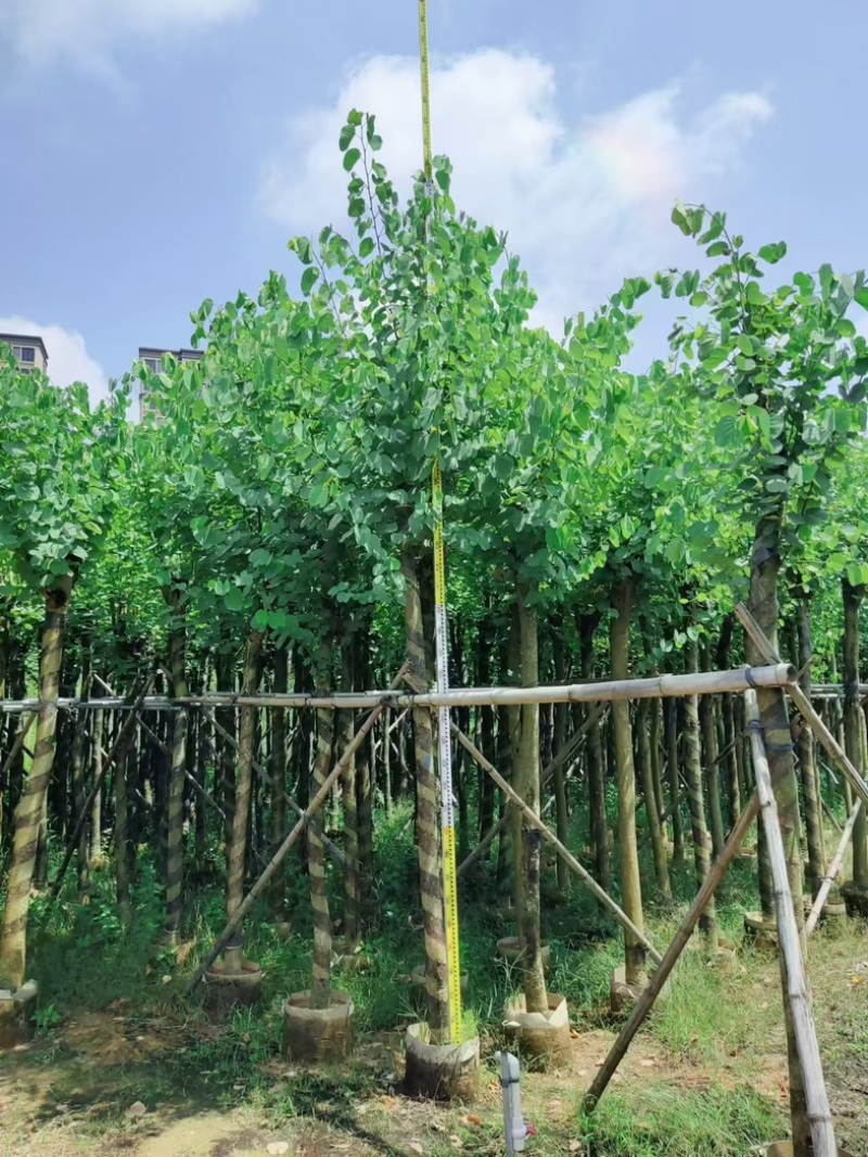 宫粉紫荆8～15公分基地直发规格齐全质量优质