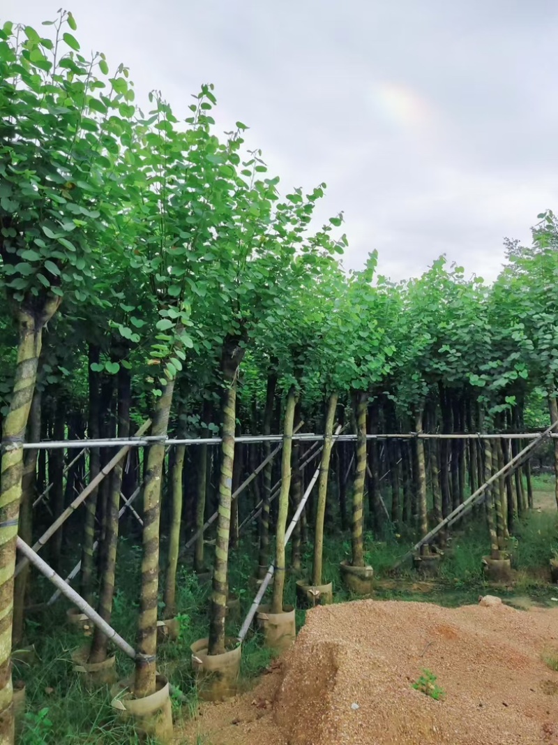 宫粉紫荆8～15公分基地直发规格齐全质量优质