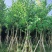 宫粉紫荆8～15公分基地直发规格齐全质量优质