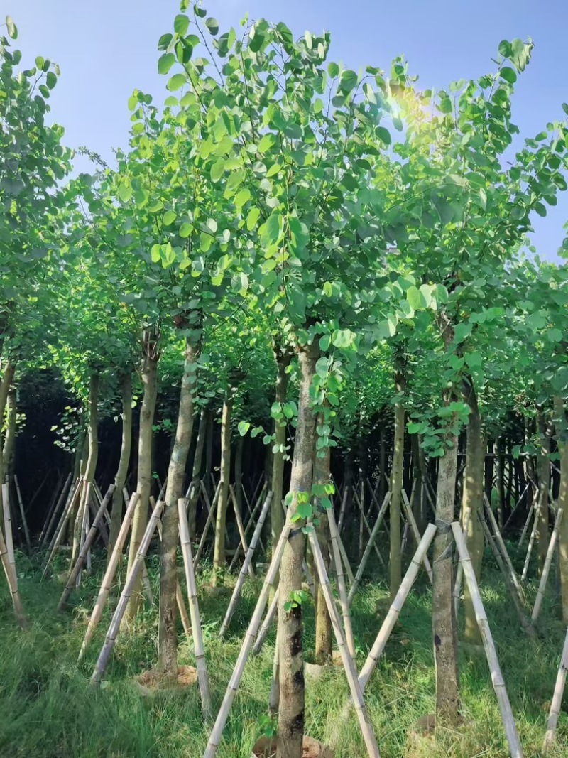 宫粉紫荆8～15公分基地直发规格齐全质量优质