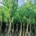 宫粉紫荆8～15公分基地直发规格齐全质量优质