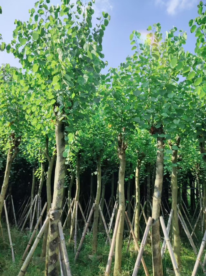 宫粉紫荆8～15公分基地直发规格齐全质量优质