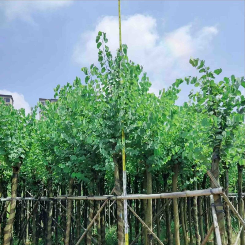宫粉紫荆8～15公分基地直发规格齐全质量优质