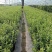 蓝莓苗一年苗二年苗三年苗保品种量大从优