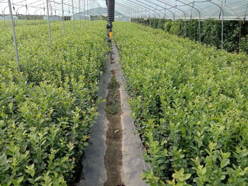 蓝莓苗一年苗二年苗三年苗保品种量大从优