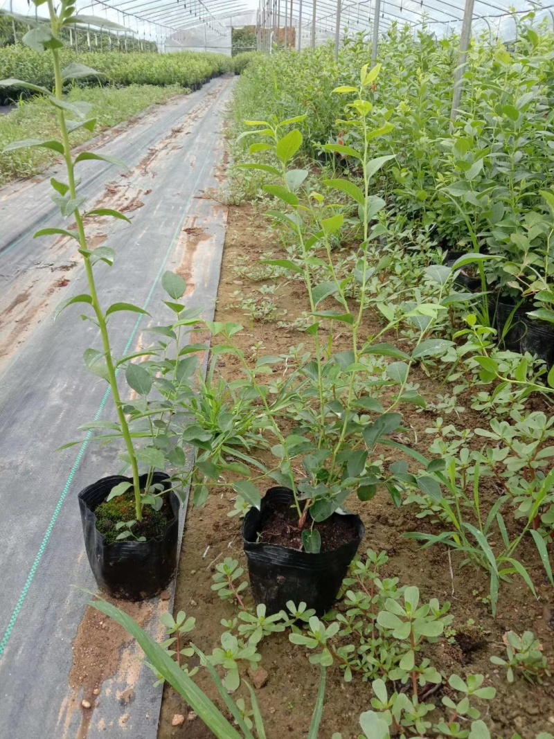 蓝莓苗一年苗二年苗三年苗保品种量大从优