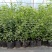 蓝莓苗一年苗二年苗三年苗保品种量大从优