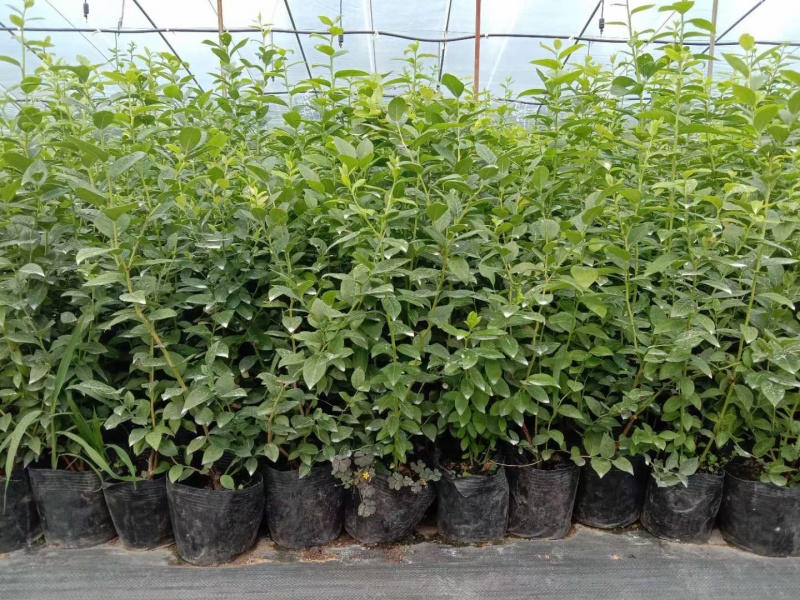蓝莓苗一年苗二年苗三年苗保品种量大从优
