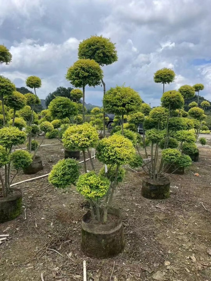 各种造型亮晶女贞基地直发规格齐全质量优质