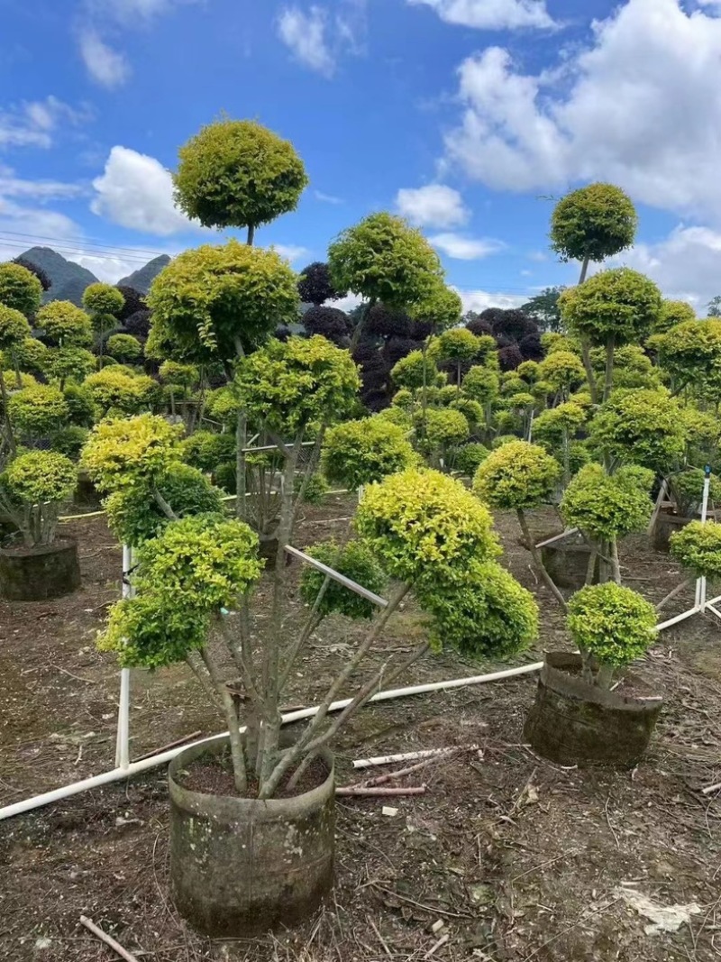 各种造型亮晶女贞基地直发规格齐全质量优质