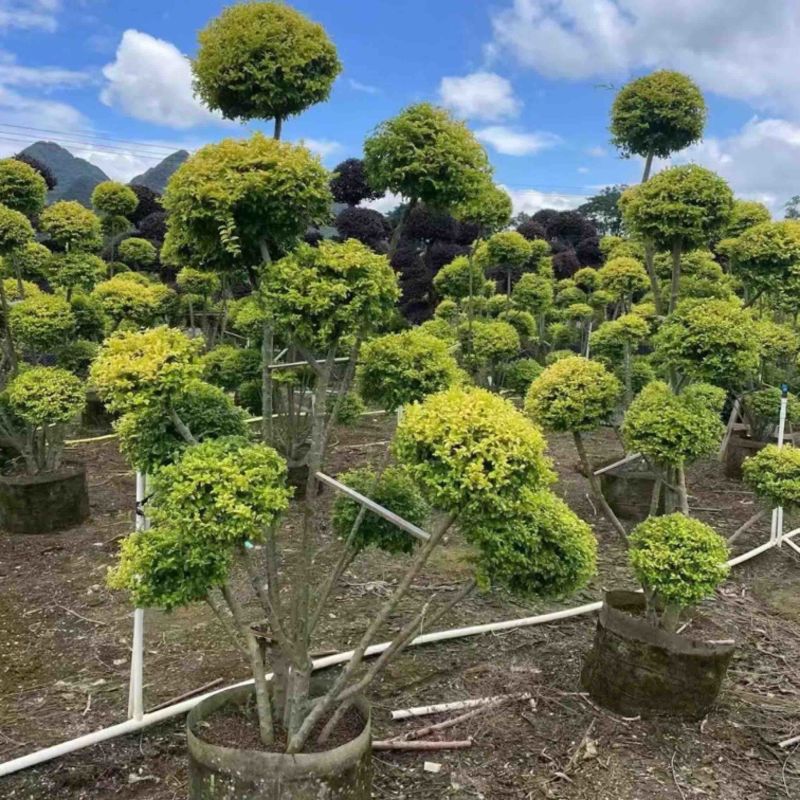 各种造型亮晶女贞基地直发规格齐全质量优质