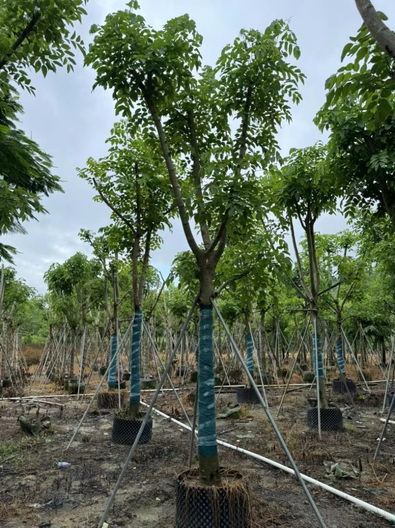 骨架腊肠树开黄花12～18公分基地直发规格齐全