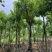 骨架腊肠树开黄花12～18公分基地直发规格齐全