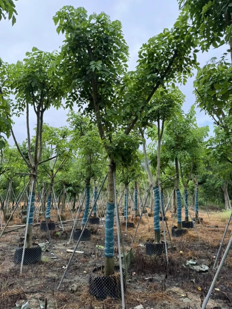 骨架腊肠树开黄花12～18公分基地直发规格齐全