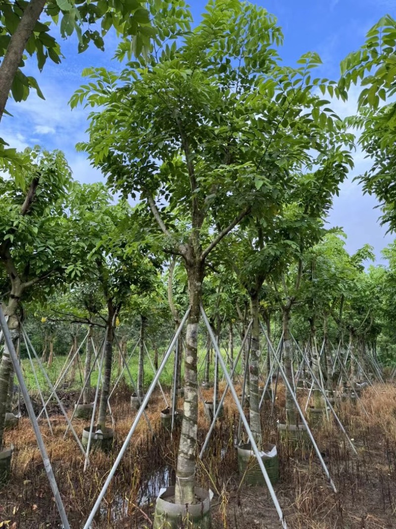 骨架腊肠树开黄花12～18公分基地直发规格齐全