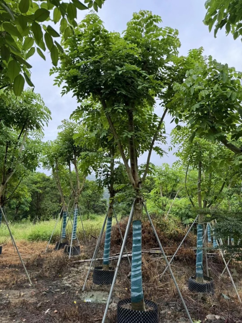 骨架腊肠树开黄花12～18公分基地直发规格齐全