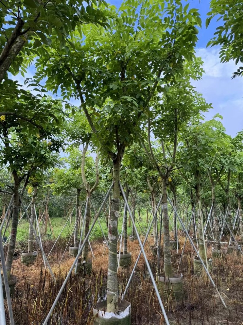 骨架腊肠树开黄花12～18公分基地直发规格齐全