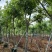 骨架腊肠树开黄花12～18公分基地直发规格齐全