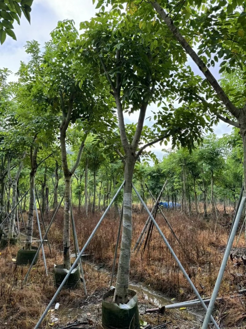 骨架腊肠树开黄花12～18公分基地直发规格齐全