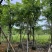 骨架腊肠树开黄花12～18公分基地直发规格齐全
