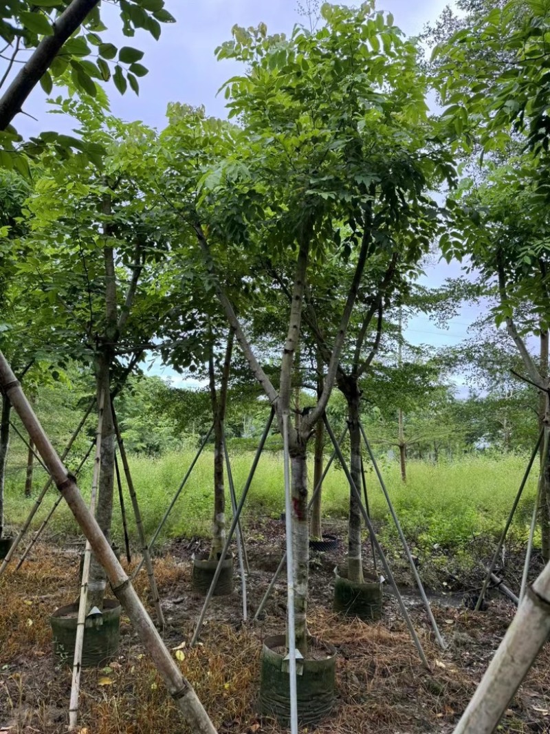 骨架腊肠树开黄花12～18公分基地直发规格齐全