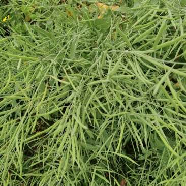 万德油1号油菜籽种子矮杆荚多优质浓香型油菜种子出油高抗寒