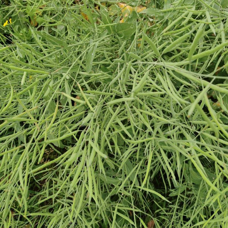 万德油1号油菜籽种子矮杆荚多优质浓香型油菜种子出油高抗寒