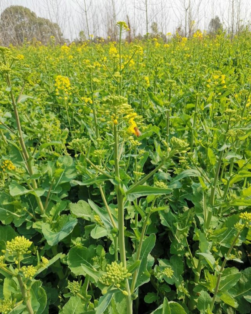 万德油1号油菜籽种子矮杆荚多优质浓香型油菜种子出油高抗寒