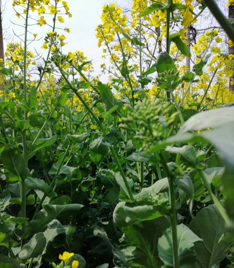 万德油1号油菜籽种子矮杆荚多优质浓香型油菜种子出油高抗寒