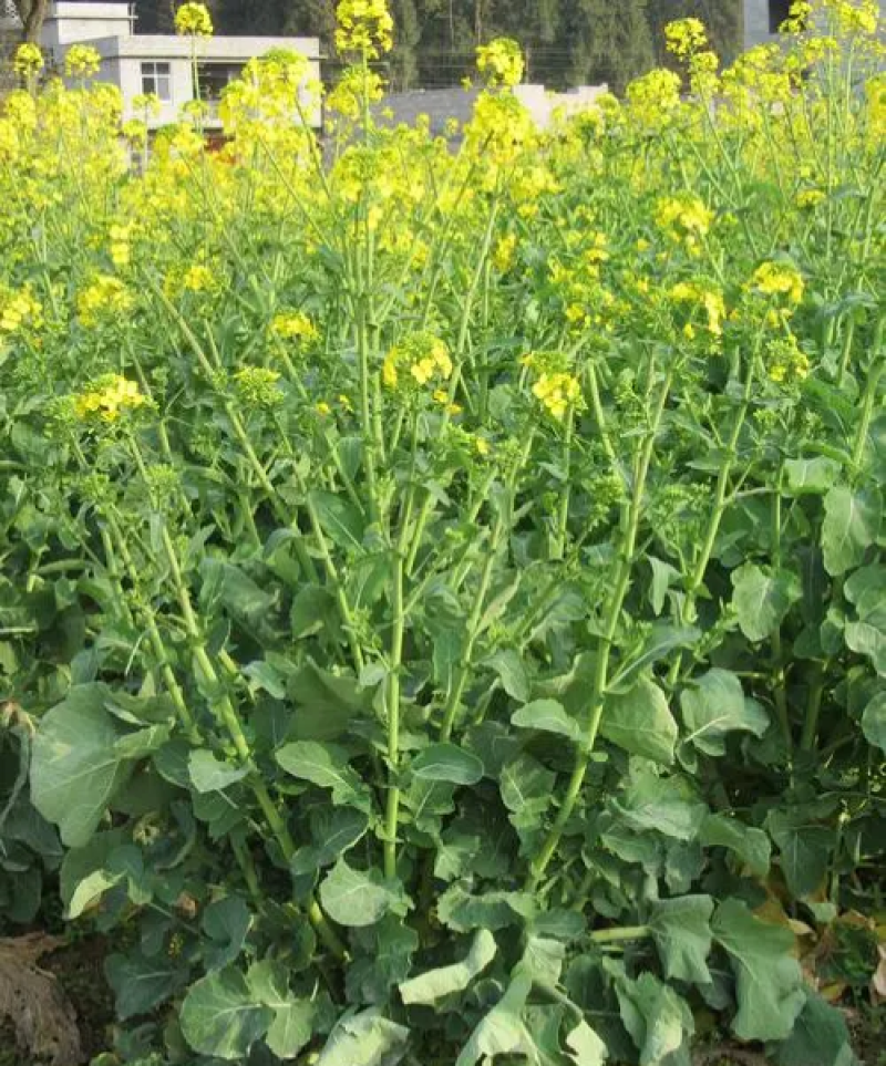 万德油1号油菜籽种子矮杆荚多优质浓香型油菜种子出油高抗寒