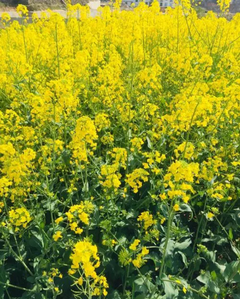 万德油1号油菜籽种子矮杆荚多优质浓香型油菜种子出油高抗寒