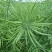 万德油1号油菜籽种子矮杆荚多优质浓香型油菜种子出油高抗寒