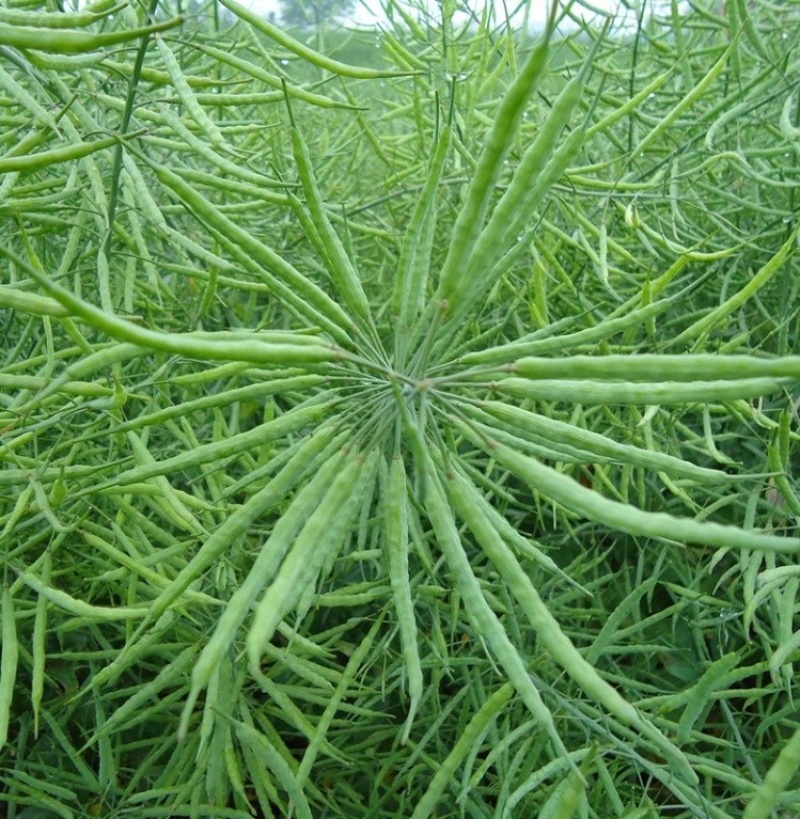 万德油1号油菜籽种子矮杆荚多优质浓香型油菜种子出油高抗寒