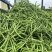 万德油1号油菜籽种子矮杆荚多优质浓香型油菜种子出油高抗寒