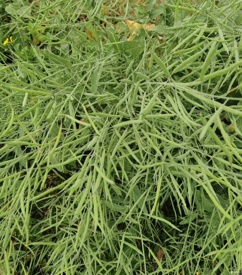 万德油1号油菜籽种子矮杆荚多优质浓香型油菜种子出油高抗寒