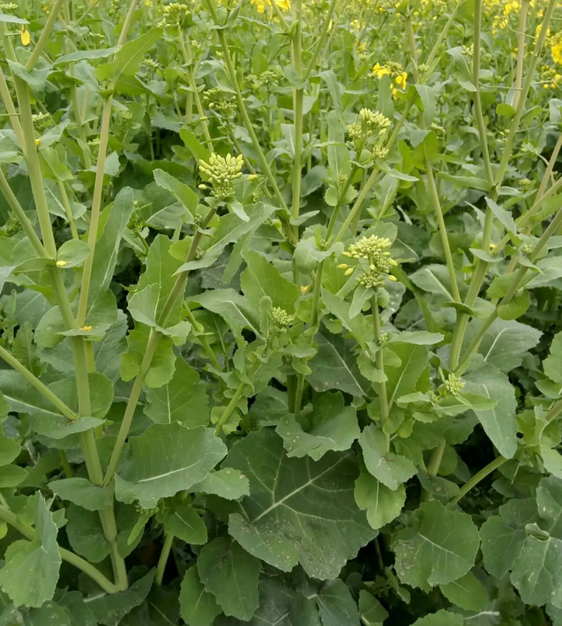 万德油1号油菜籽种子矮杆荚多优质浓香型油菜种子出油高抗寒