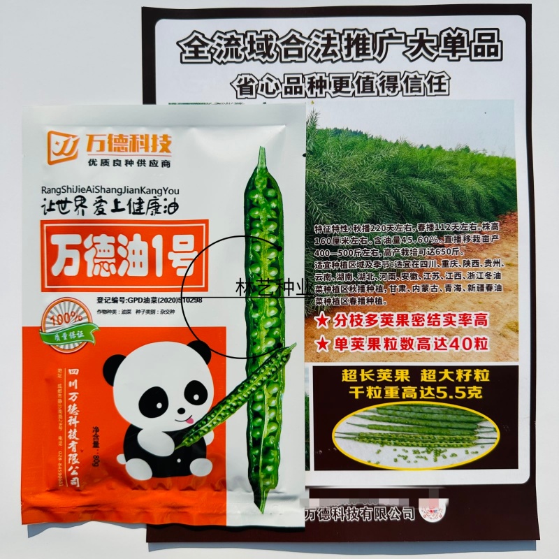 万德油1号油菜籽种子矮杆荚多优质浓香型油菜种子出油高抗寒