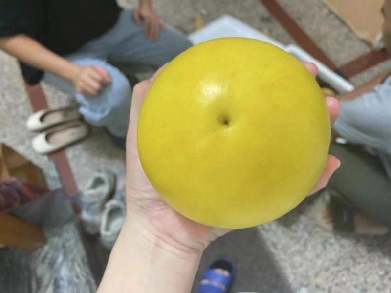 黄晶果接受代发，批发不包运费，带礼盒装