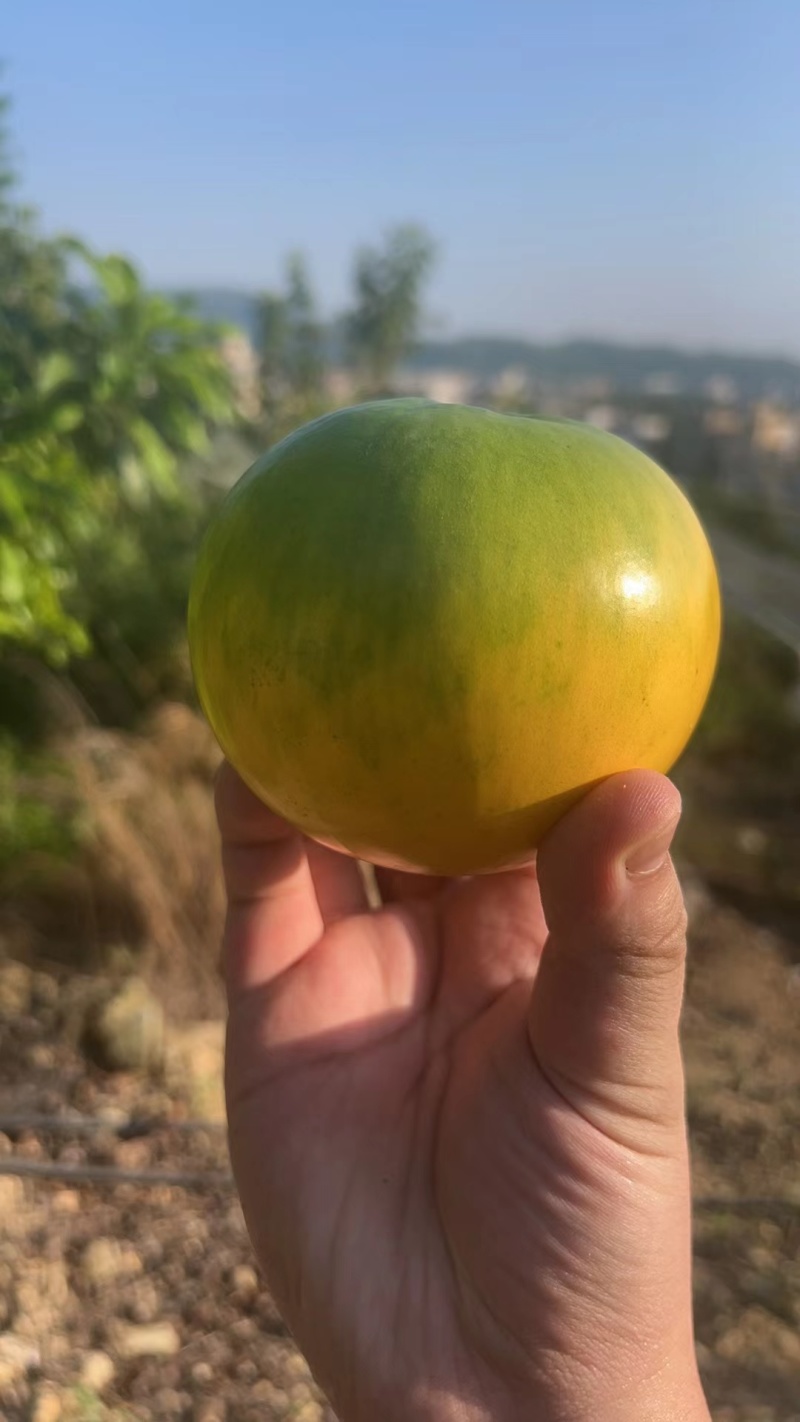 黄晶果接受代发，批发不包运费，带礼盒装