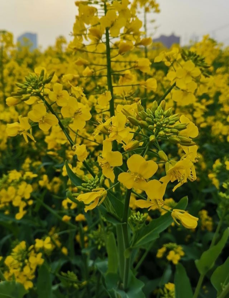 大秦油888杂交甘蓝型油菜种子高产抗病抗倒耐寒油菜籽