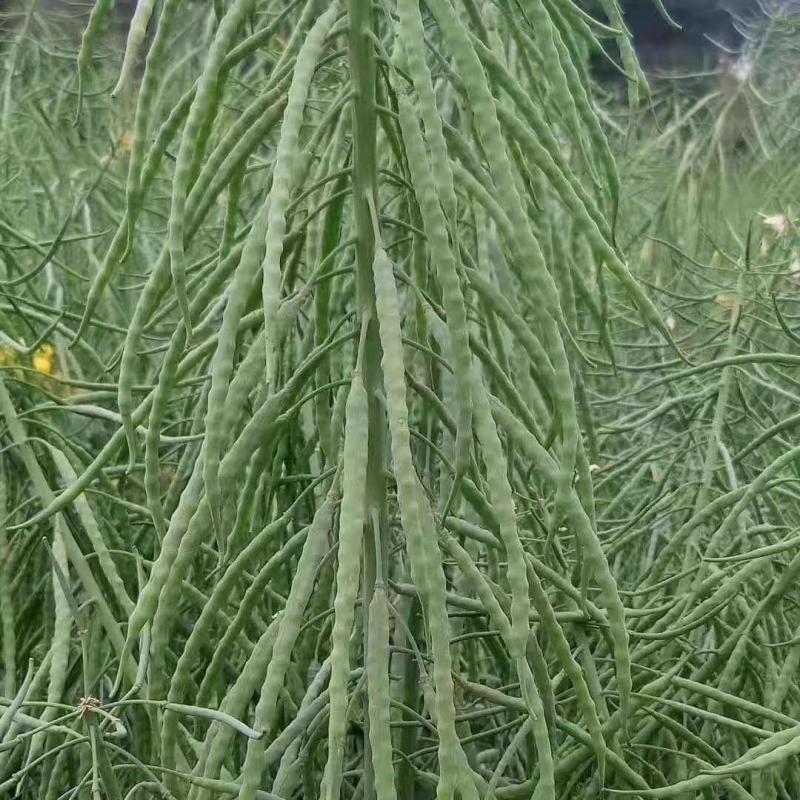 大秦油888杂交甘蓝型油菜种子高产抗病抗倒耐寒油菜籽