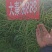 大秦油888杂交甘蓝型油菜种子高产抗病抗倒耐寒油菜籽