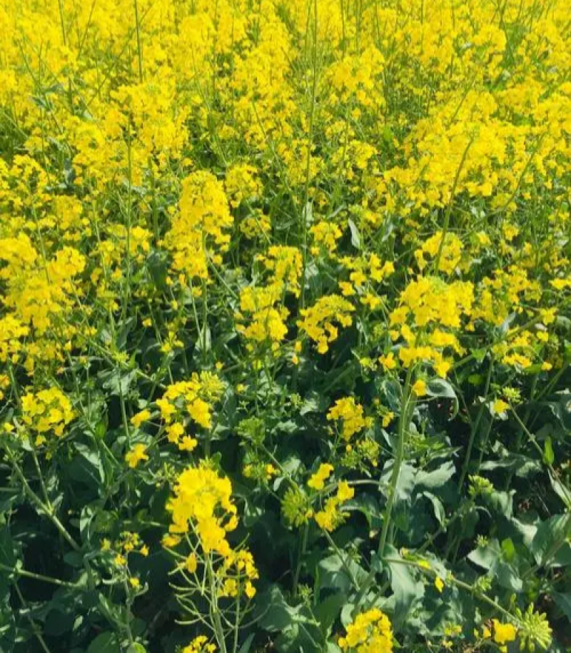大秦油888杂交甘蓝型油菜种子高产抗病抗倒耐寒油菜籽